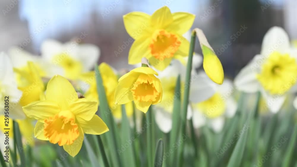 Daffodils blooming in the garden. Spring