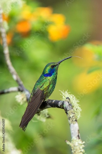 Green violet-ear sitting on branch, hummingbird from tropical forest,Ecuador,bird perching,tiny bird resting in rainforest,clear colorful background,nature,wildlife, exotic adventure trip © Ji