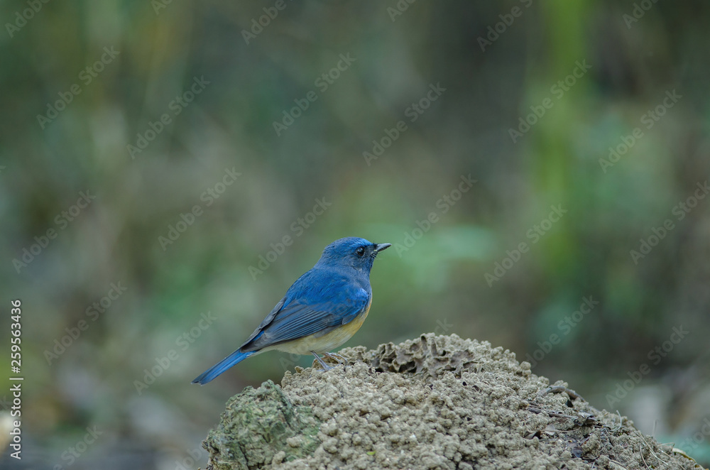 Hill Blue Flycatcher on a branch Hill Blue Flycatcher on a branch