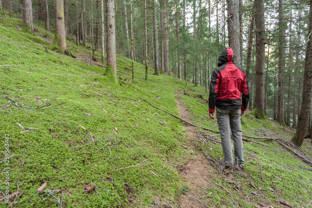 Obraz premium A trekker walking solo among the forest in a cloudy day
