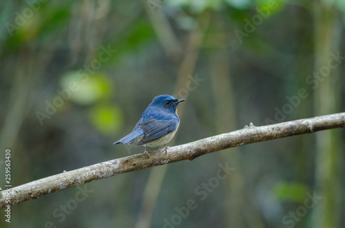 Hill Blue Flycatcher on a branch