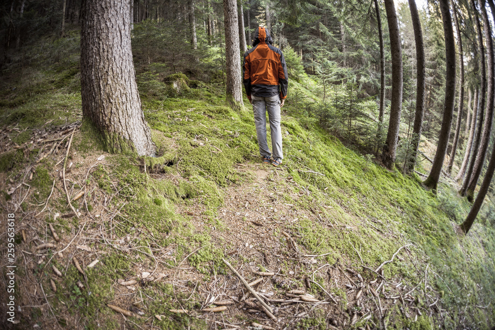 Naklejka premium A trekker walking solo among the forest in a cloudy day