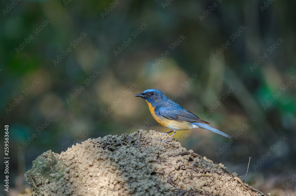 Hill Blue Flycatcher on a branch Hill Blue Flycatcher on a branch