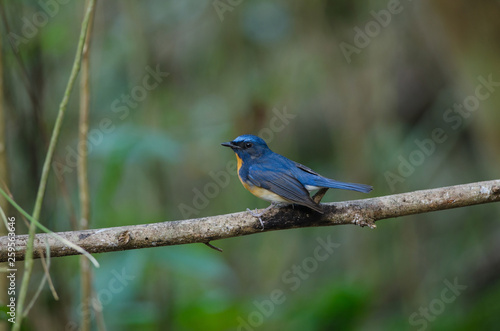 Hill Blue Flycatcher on a branch © forest71