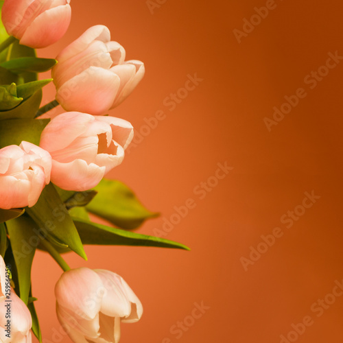 Fototapeta Naklejka Na Ścianę i Meble -  The bouquet of pink (coral) tulips on coral background