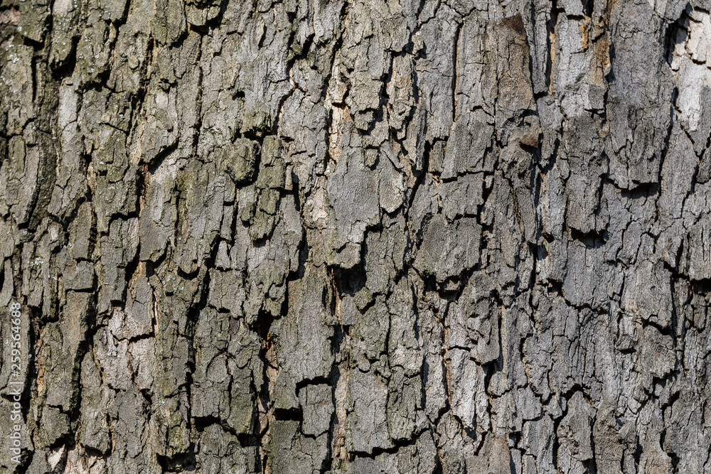 Background of dark grey old tree bark surface, simple natural textured background Background of dark grey old tree bark surface, simple natural textured background