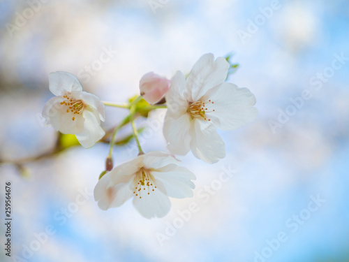 桜の花