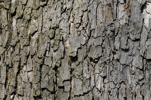 Background of dark grey old tree bark surface, simple natural textured background