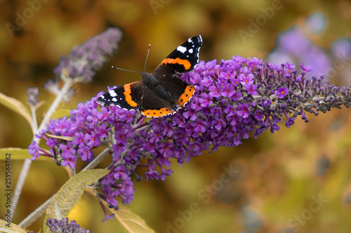 Orange butterfly on a purple flower, Scotland. photo