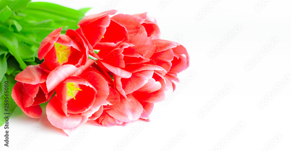 Spring flowers-red tulips with green stalks lie on a white background. closeup Spring flowers-red tulips with green stalks lie on a white background. closeup