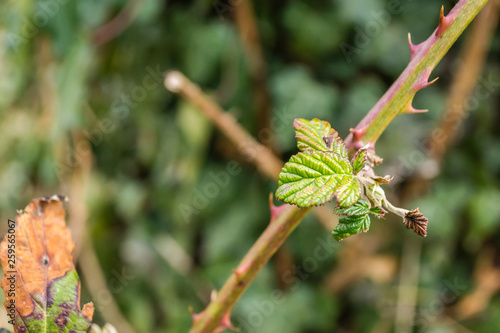 wild blackberry weeds