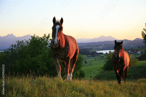 Pferde bei Abndstimmung im Allgäu photo