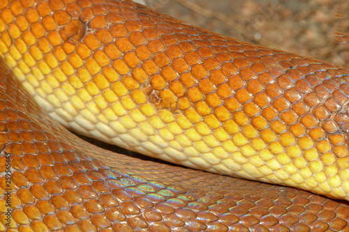 White-lipped Python (Leiopython albertisii) snake skin photo