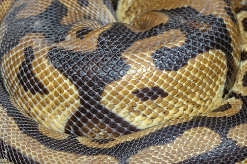 фотографія Close up Ball python snake skin