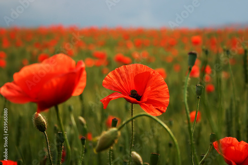 Spectacular vivid bloom close up of Poppies in Poppy field. Hello spring, Spring landscape, rural background, Copy space. Flower poppy flowering on background poppies flowers. Nature.