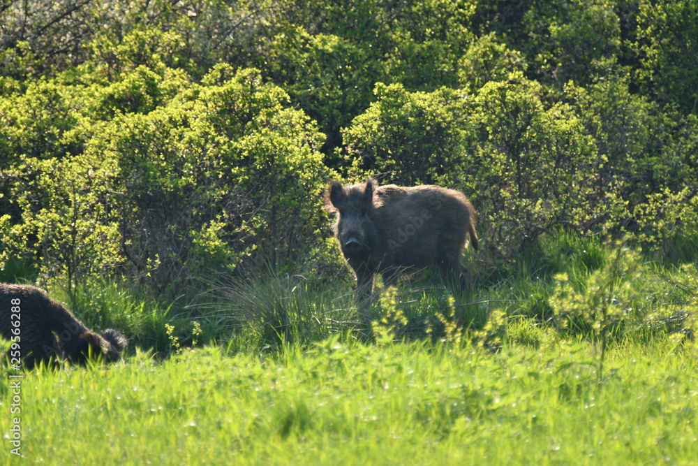 wildlife wild boar near the forest grazing grass wildlife wild boar near the forest grazing grass