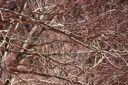 background of tree branches