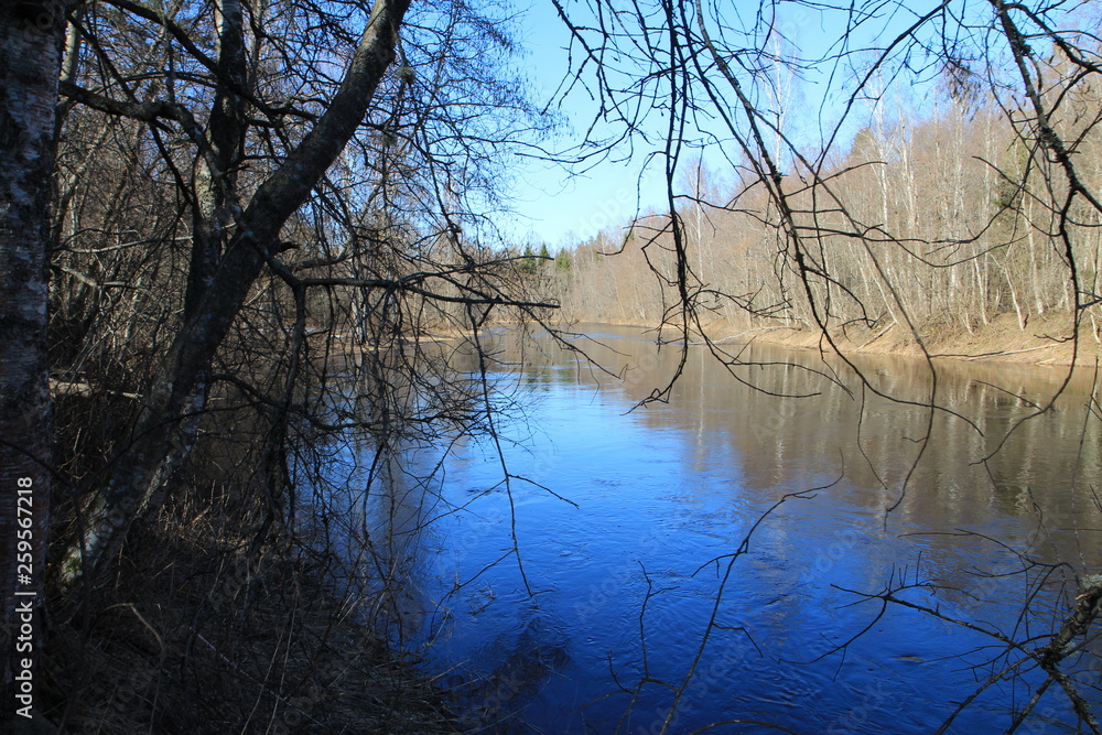  Spring in the forest