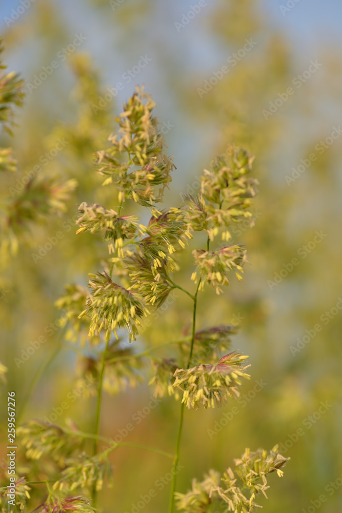 Wiesen - Knäuelgras (Dactylis) Wiesen - Knäuelgras (Dactylis)
