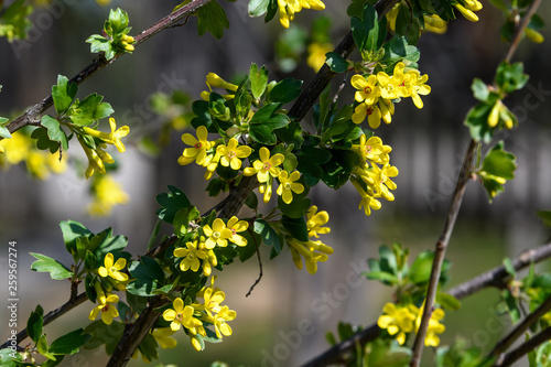 Branch with yellow flowers of Ribes aureum, known as golden currant, clove currant, pruterberry or buffalo currant, in a garden in a sunny spring day, 