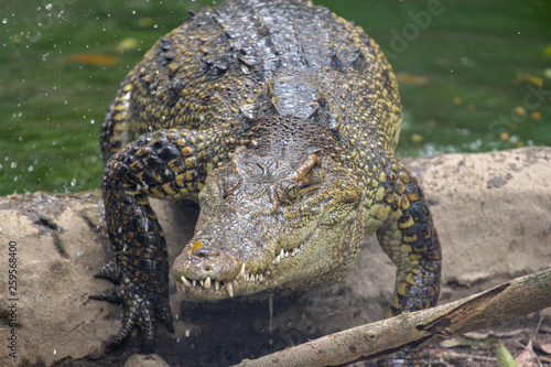 crocodile attack from river at thailand