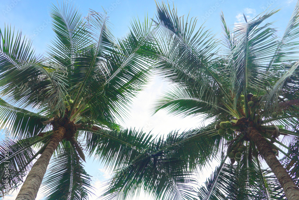 Coconut tree with blue sky background,summer theme.
