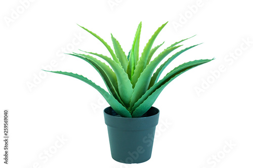 Aloe Vera Plant in black pot. Isolated white background.