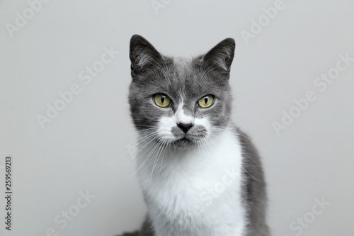 Gray cat looks into the camera. Portrait of a cute pet. © Natalya Chumak