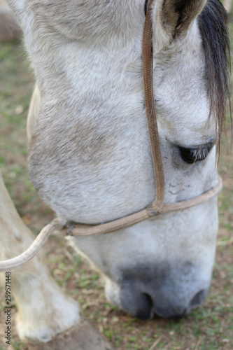 CAVALOS - MATEUS LEME/MG