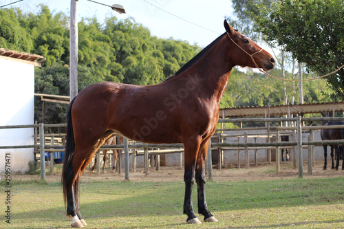CAVALOS - MATEUS LEME/MG