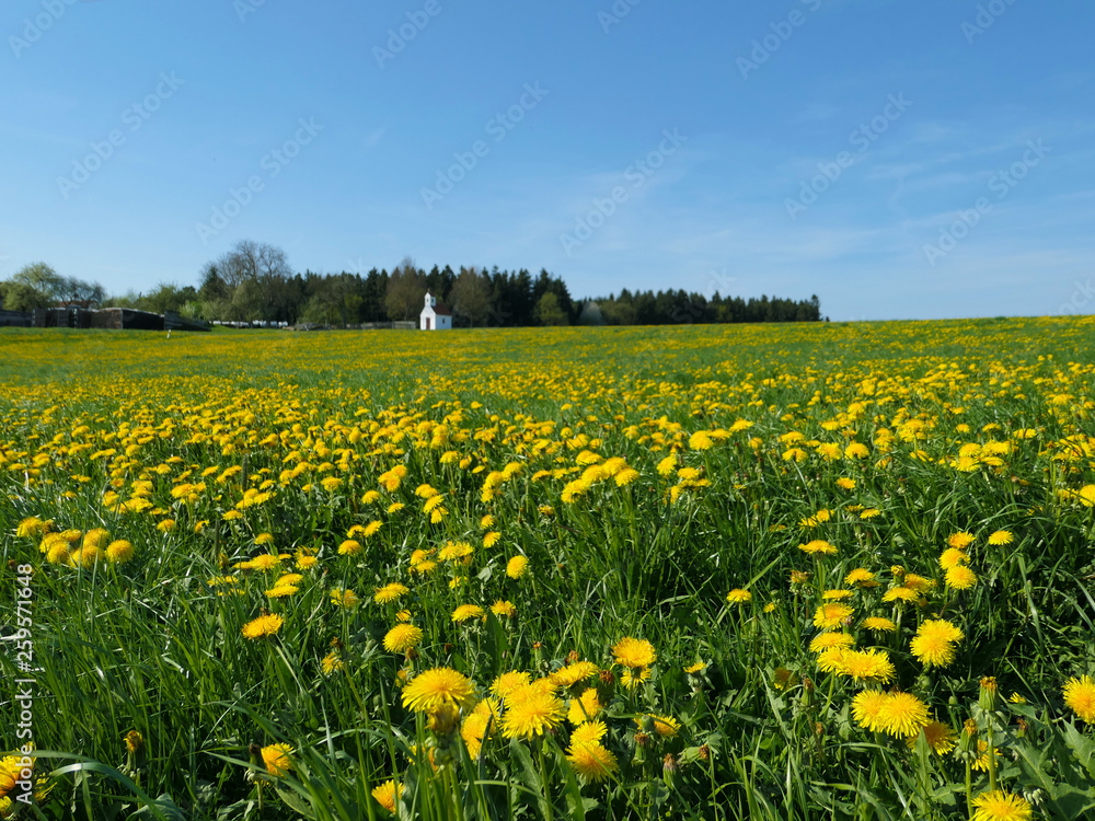 Frühling in Baynern - der blühende Löwenzahn Frühling in Baynern - der blühende Löwenzahn
