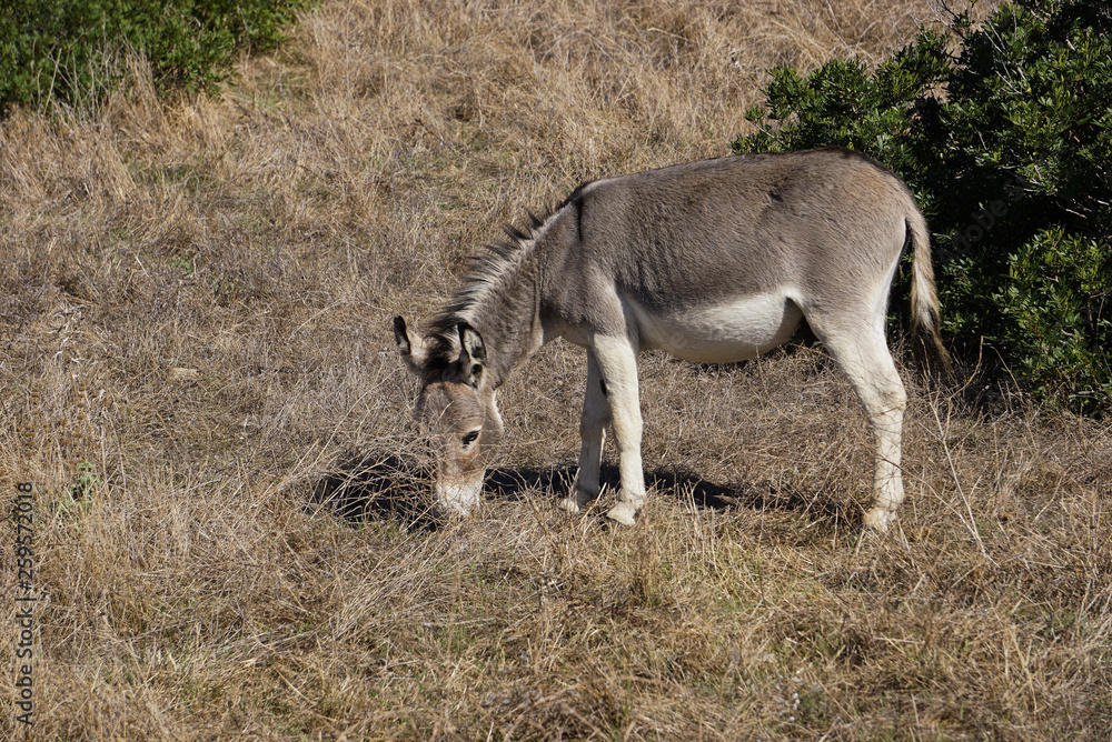 Donkeys in Asinara island