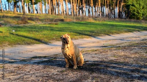 dog breed sharpei shakes his head. quality video.