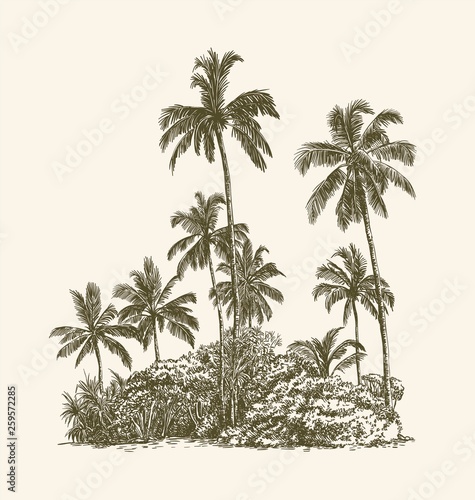 Palm trees and tropical thickets on the sand