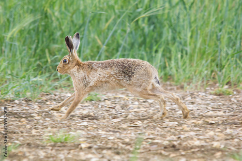 hHARE ABOUT YO RUN IN FIELD