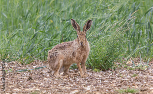 HARE LOOKING INTO CAMERA SITTING IN A FIELD © andrew