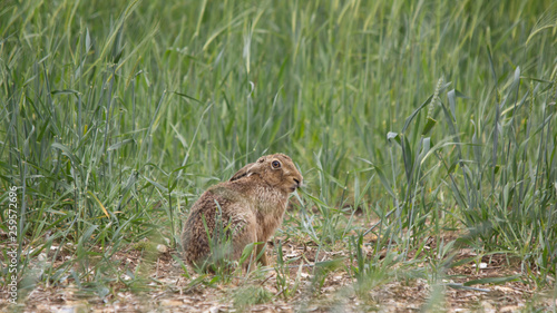 HARE LOOKING NERVOUS SITTING IN A FIELD
