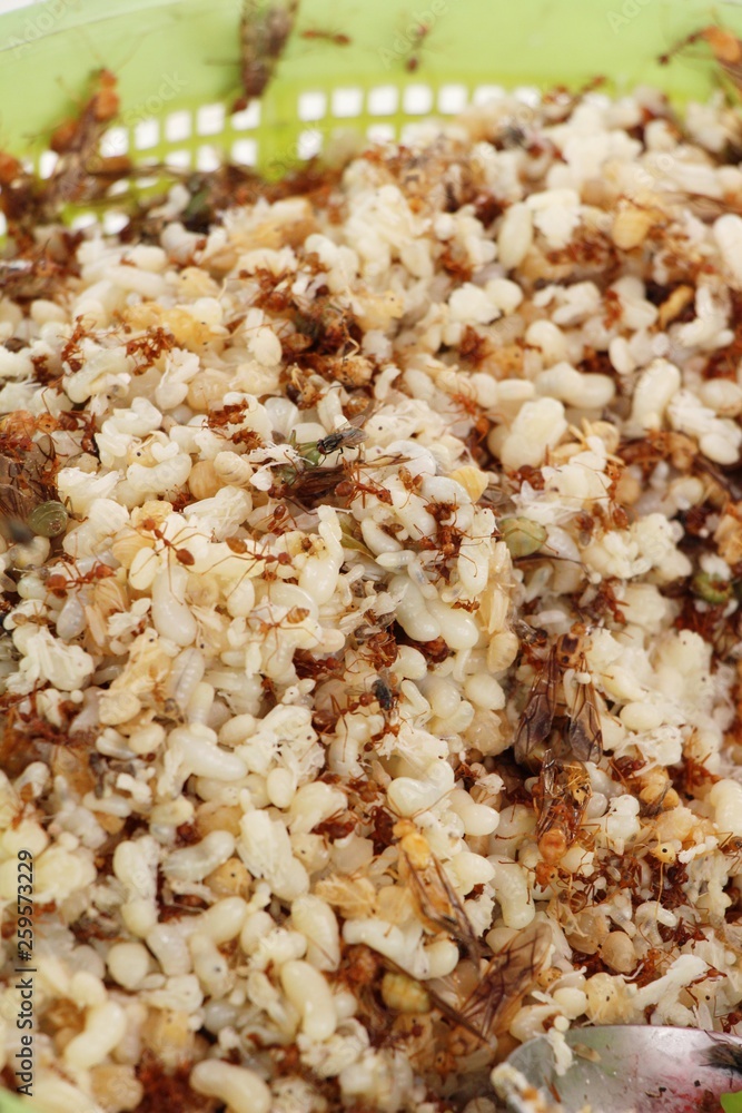 Eggs ants for cooking in the market Eggs ants for cooking in the market