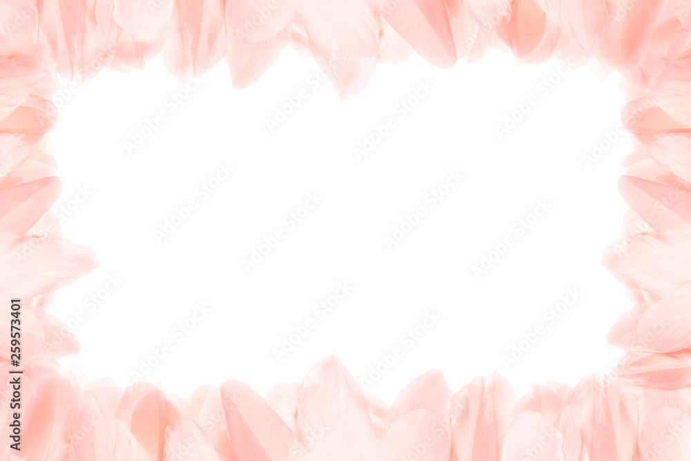 Horizontal frame of pink feathers. Isolated on white background.