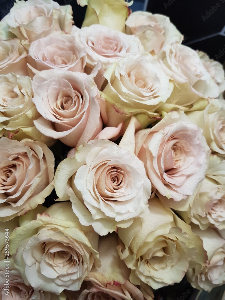 Obraz premium roses cream pink