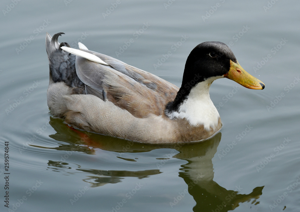 Fototapeta premium Gaggle of Geese