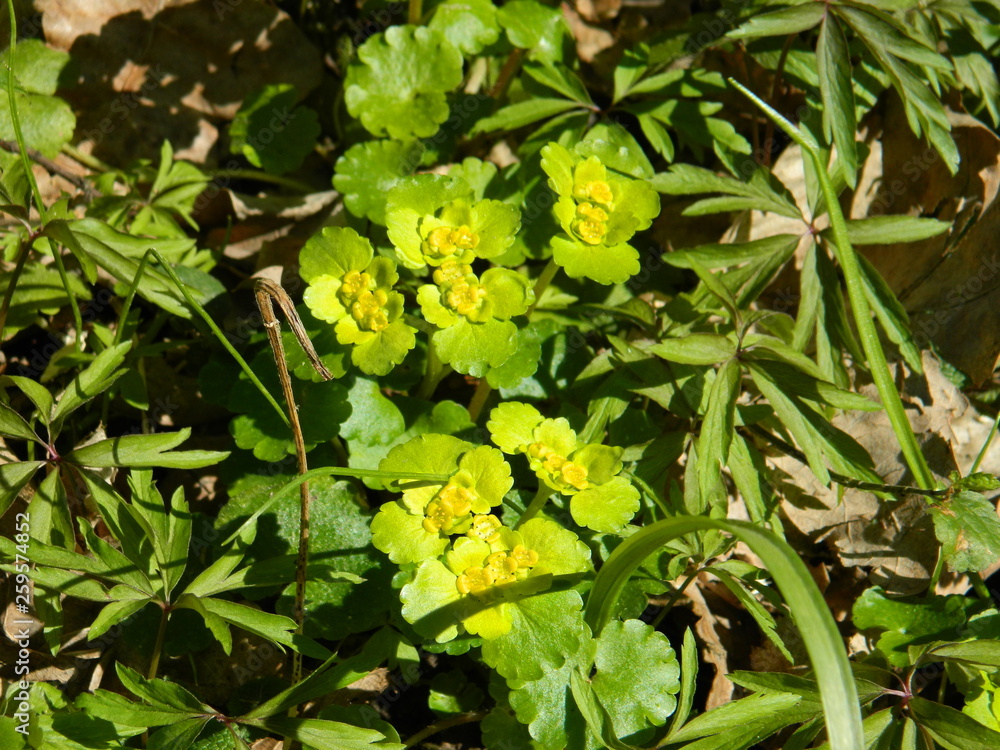 Delicate, yellow flowers in macro photography. Delicate, yellow flowers in macro photography.