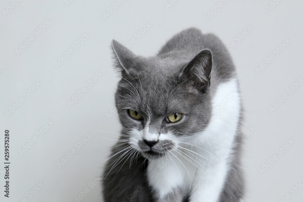 The gray cat is ashamed of drooping head. Punishment for the trick. Portrait of a cute pet.
