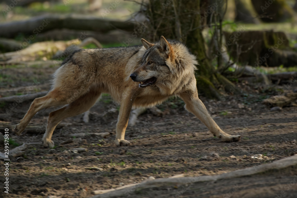 Fototapeta premium Loup gris d'Europe