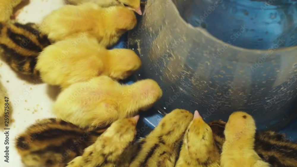 Newborn quail of different breeds drink water from a special drinker in a warm brooder close up Newborn quail of different breeds drink water from a special drinker in a warm brooder close up