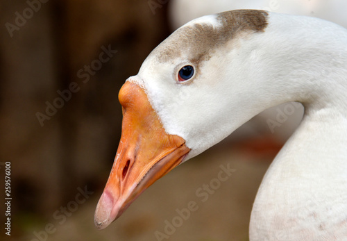 Canvas-taulu Gaggle of Geese