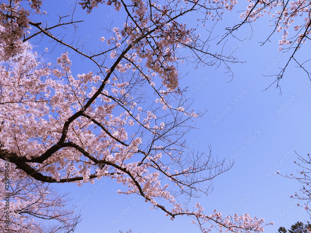 満開の桜の花