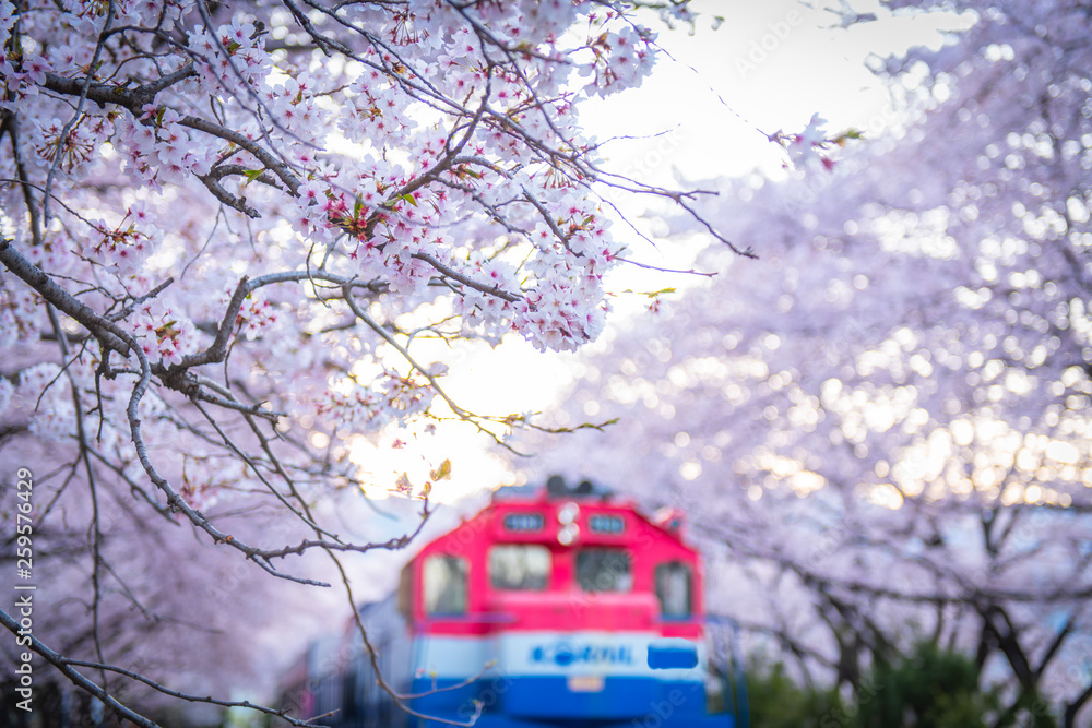 Festival cherry blossoms in jinhae city south Korea