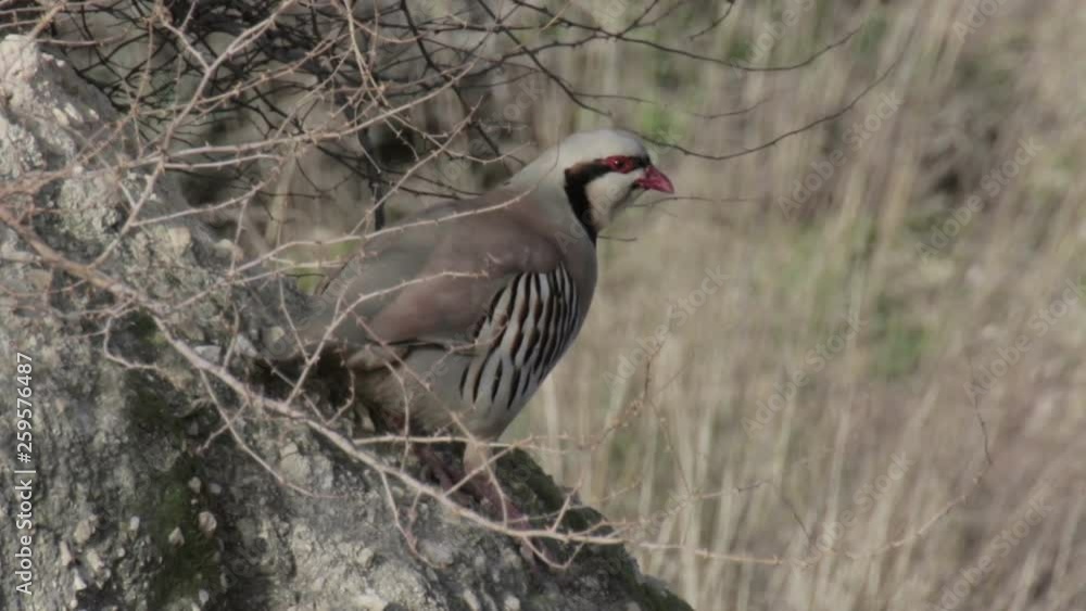 Chukar partridge stand on a Rock Chukar partridge stand on a Rock