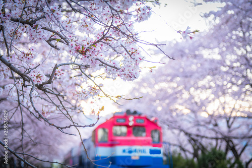 Festival cherry blossoms in jinhae city south Korea  photo